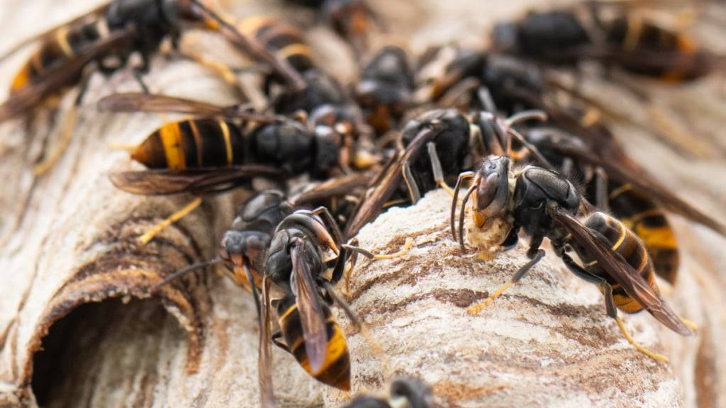 Asiatische Hornissen dürfen ab 1. Oktober auch in Schweizer Wäldern mit Giften bekämpft werden. (Archivbild)