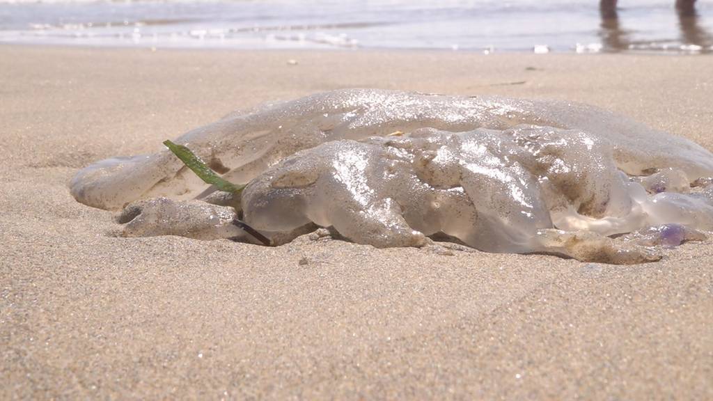 Quallenplage am Mittelmeer ruiniert Sommerferien