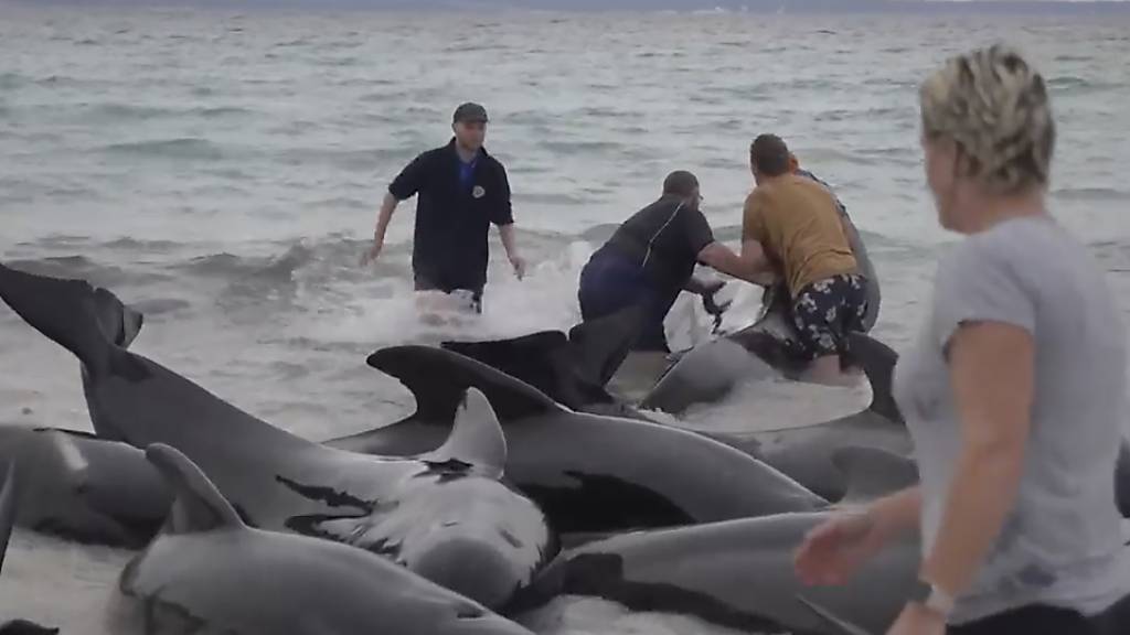 Retter versuchen den gestrandeten Walen am Cheynes Beach östlich von Albany zu helfen. Foto: Australian Broadcasting Corp./AP/dpa