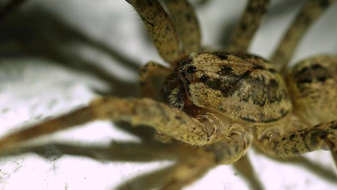 Achtbeiniger Einwanderer: Giftige Nosferatu-Spinne auch im Aargau gesichtet