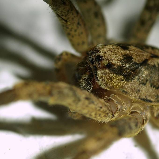 Achtbeiniger Einwanderer: Giftige Nosferatu-Spinne auch im Aargau gesichtet