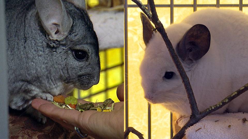 Chinchillas