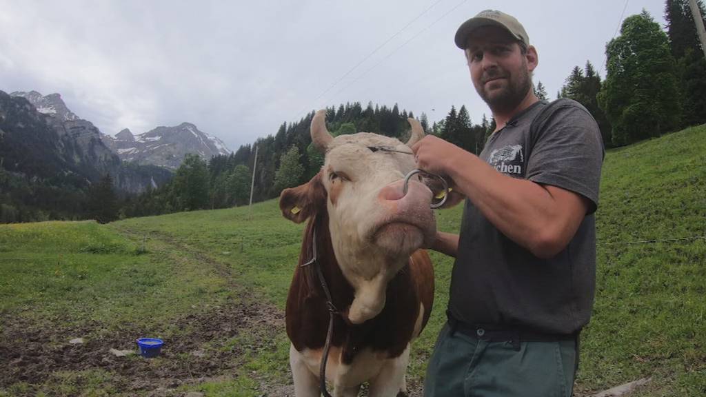 Reichlich Preise für das Oberländische Schwingfest
