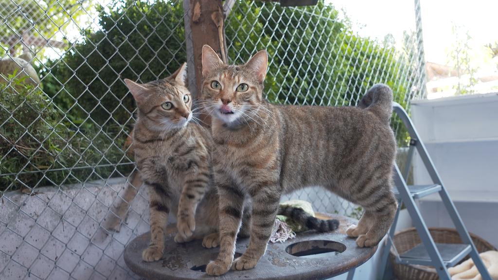 Hanni und Nanni