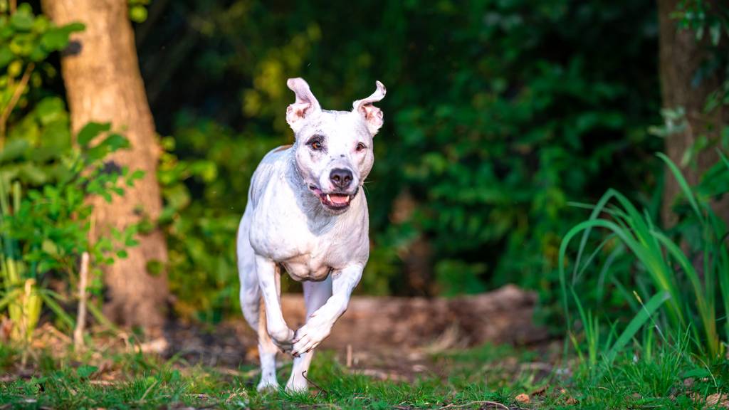 Pitbull Terrier rennt