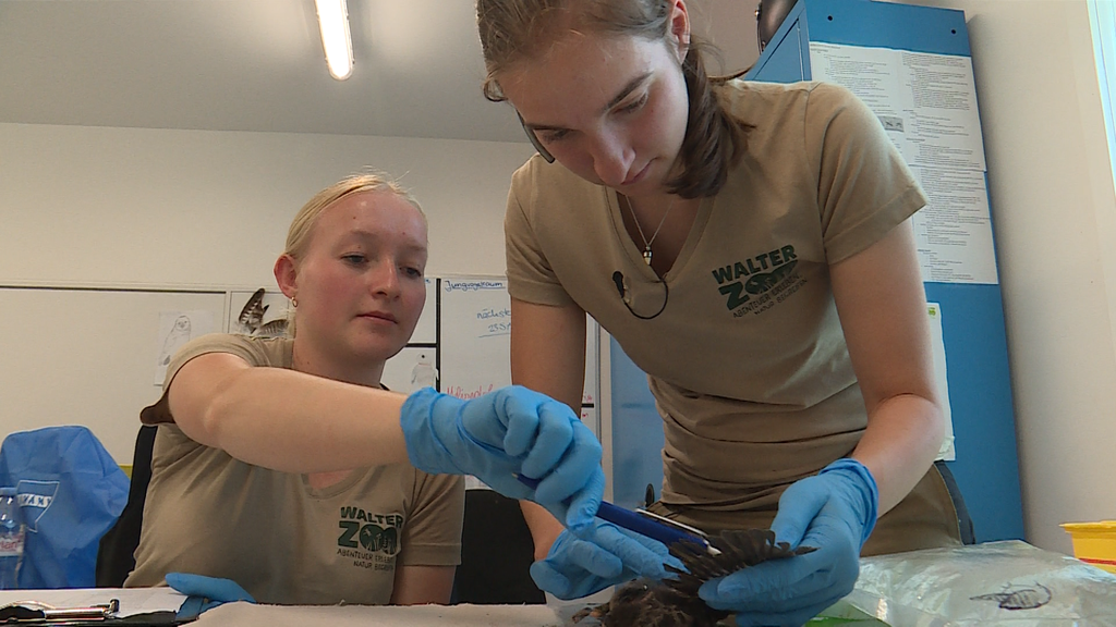 Wildvogelpflegestation