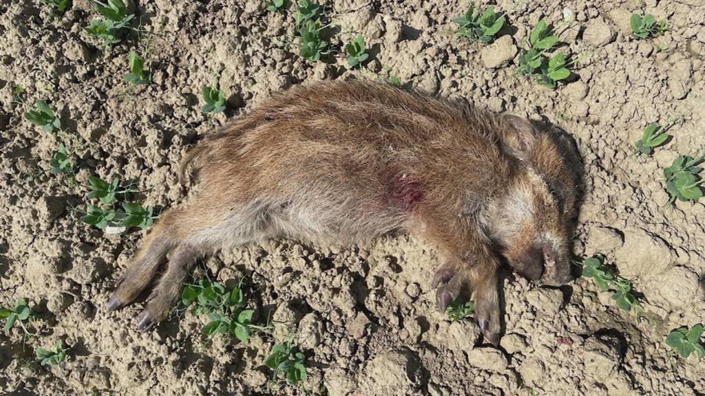 Sinnloses Töten: Ein Wilderer schiesst in der Region Endingen auf Waldtiere