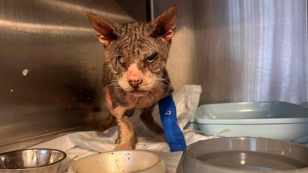 Alle Hilfe brachte nichts mehr: Der verwahrloster Kater Fritz ist gestorben. 