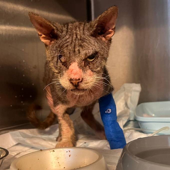 «Versagen unserer Politik und Gesellschaft»: Verwahrloster Kater Fritz ist gestorben