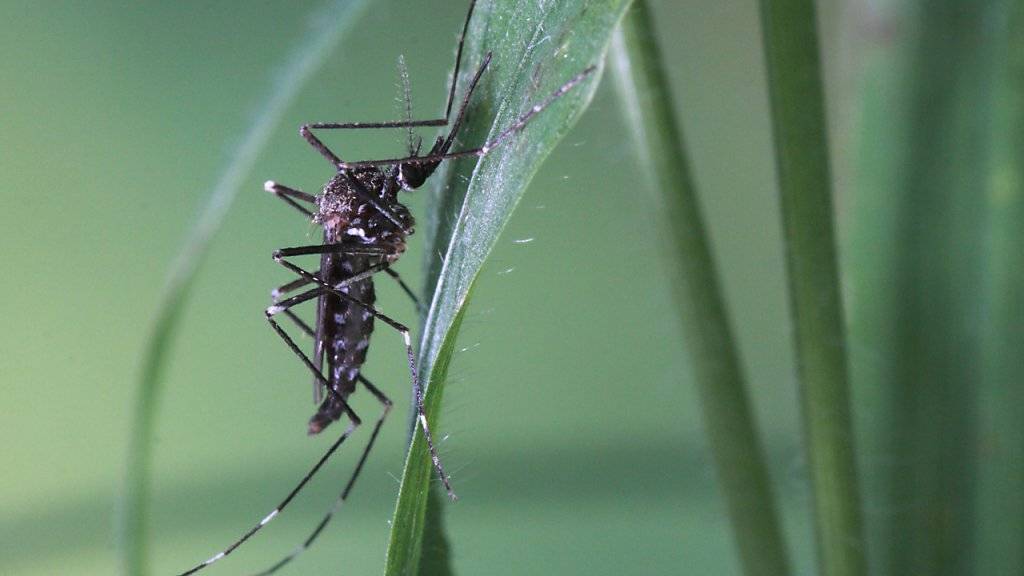 Die Asiatische Buschmücke (Aedes japonicus) ist die in der Stadt Zürich am meisten verbreitete Mückenart. Die Gemeinde Thalwil hat nun als Pilotgemeinde Fallen aufgestellt, um den Bestand zu erheben.