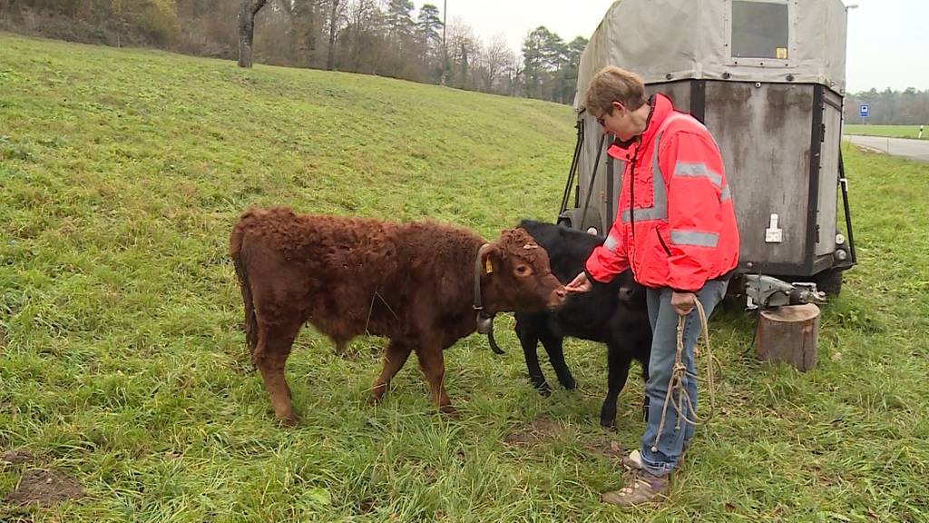 Verrückte Haustiere: Ein Kalb als Haustier 