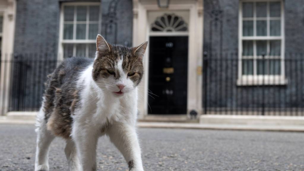 ARCHIV - Kater Larry geht in der Downing Street spazieren. Foto: Thomas Krych/AP/dpa/Archivbild