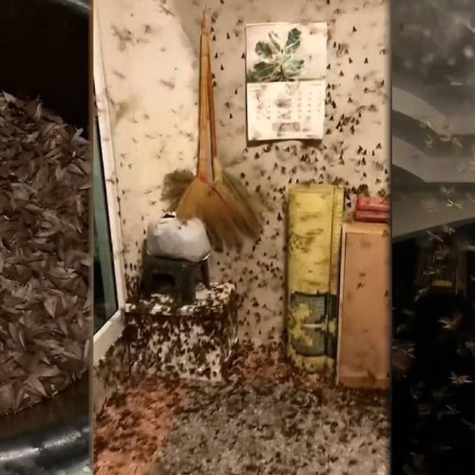 Ungeziefer-Invasion: Fliegende Insekten belagern Wohnung in Thailand