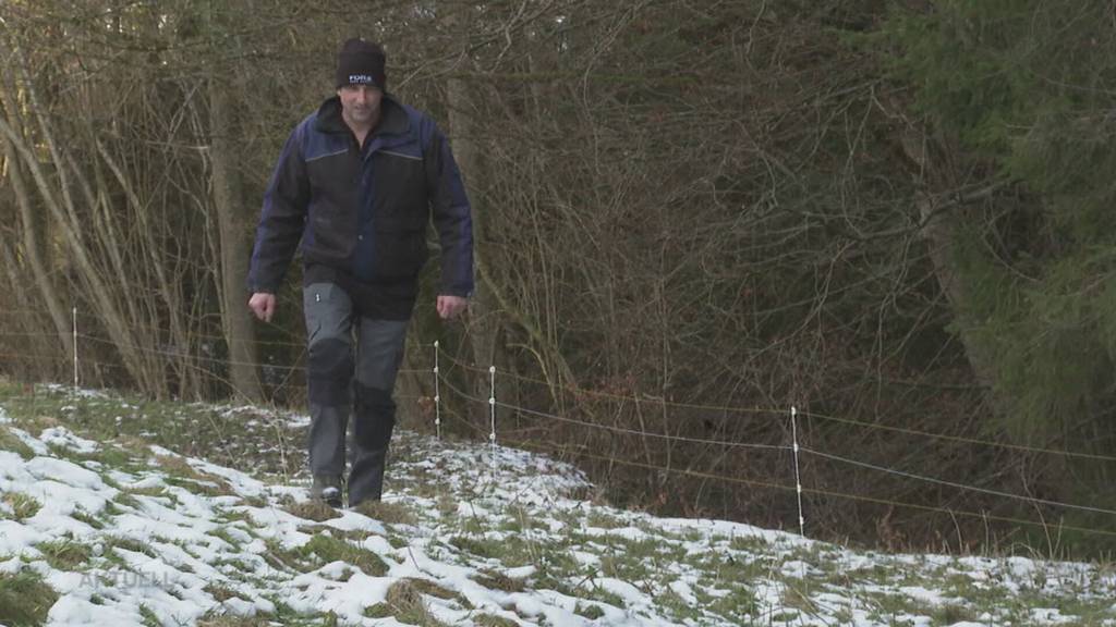 Schaf gerissen: In Unterkulm treibt sich ein Wolf um