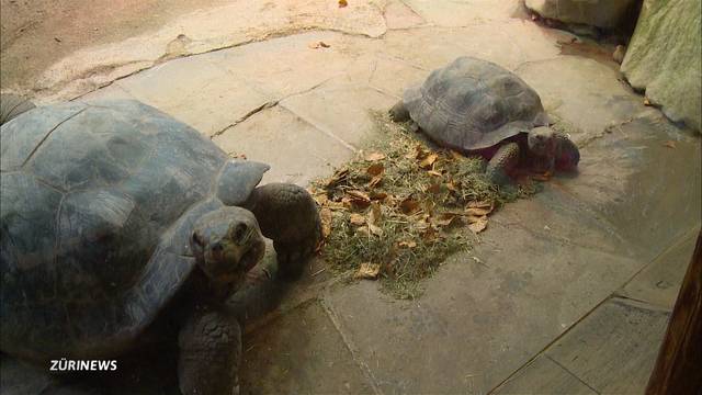 Tierischer Valentinstag im Zoo Zürich