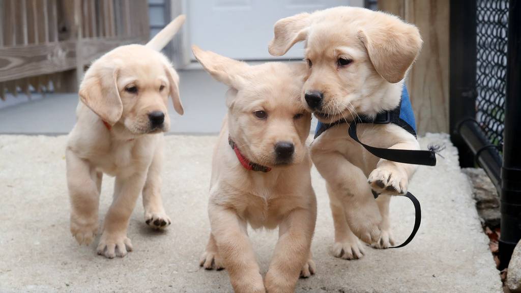 Zum Tag der Welpen: «Puppy-Power» zum Geniessen