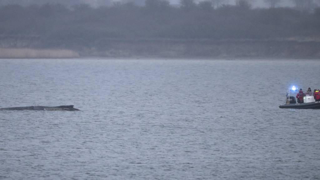 dpatopbilder - Ein Schlauchboot der Polizei fährt an den Wal heran. Der Buckelwal liegt am Morgen noch immer in der Wismarer Bucht. Foto: Philip Dulian/dpa