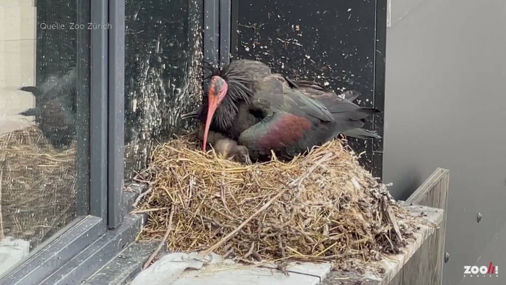 Nach 400 Jahren zurück in der Wildnis: Waldrapp-Paar zieht in Rümlang Junge auf
