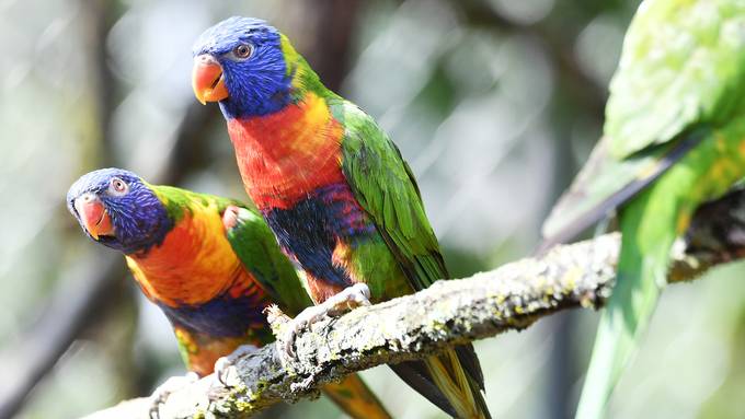 Mängel in Zoos: Tierschutz kritisiert Haltung von Vögeln