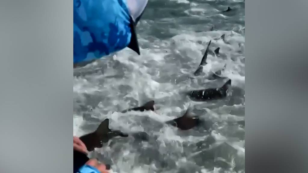 Dutzende Haie überraschen Fischer auf hoher See