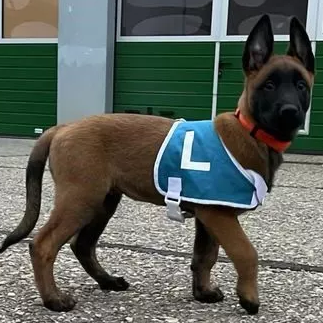Nachwuchs bei den Luzerner Polizei-Hunden