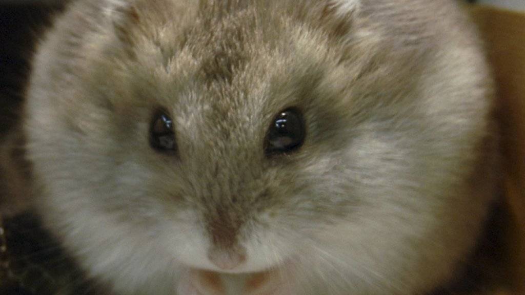 Obwohl Hamster Einzelgänger sind, werden sie in Fachgeschäften zum Teil mit zahlreichen Artgenossen gehalten. (Symbolbild)