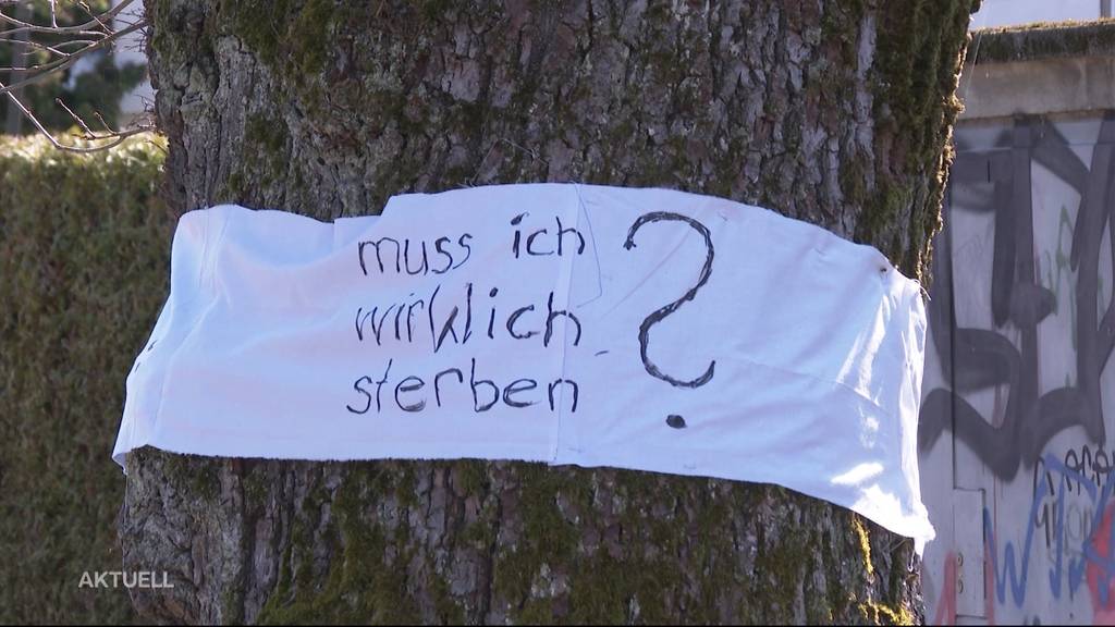 Anwohner kämpfen in Solothurn um eine 100-jährige Eiche