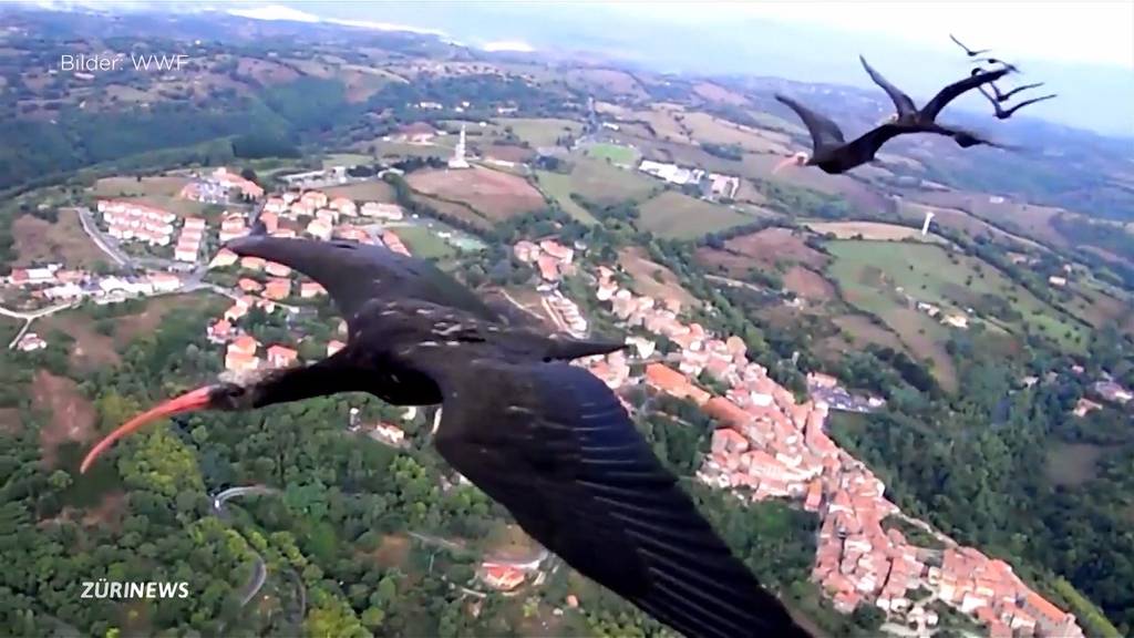 Waldrappen aus dem Zoo Zürich auf grosser Mission