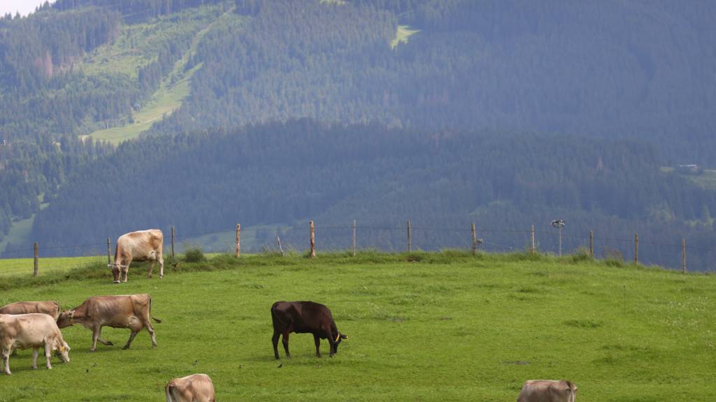 In Vorarlberg mussten mehrere Höfe wegen des Verdachts auf Rinder-TBC gesperrt werden. (Archivbild)