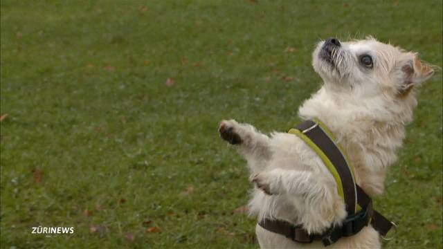 Strafverfahren gegen Hundehalter nehmen zu