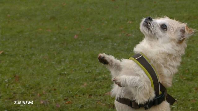 Strafverfahren gegen Hundehalter nehmen zu