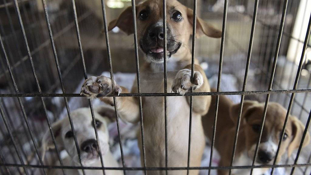 Eingefangene Hunde sollten in Italien sterilisiert werden (Archiv)