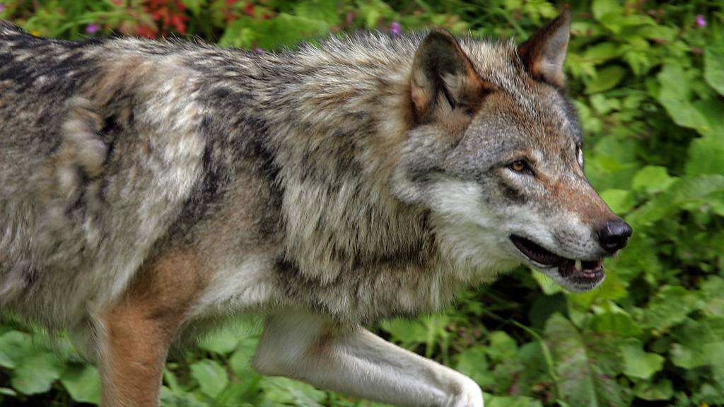 Kanton St.Gallen bewilligt Abschuss eines Wolfes