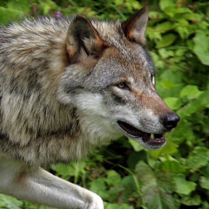 Kanton St.Gallen bewilligt Abschuss eines Wolfes
