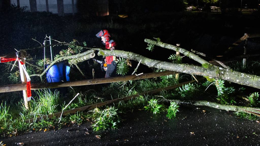 MM135_Kanton Zug_Gewitterfront zieht über den Kanton Zug_umgestürzter Baum_Zanggenrütiweg_Zug