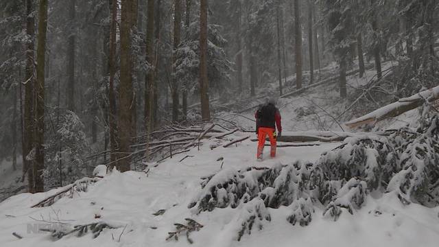 Schutzwald im Gürbetal rutscht ab