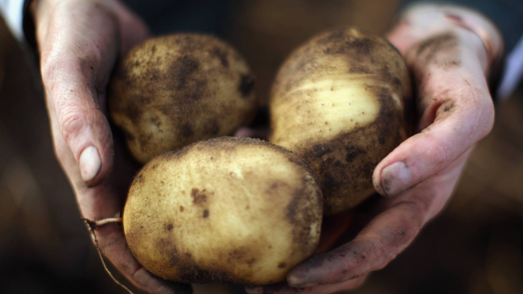 Die Kartoffelernte fällt dieses Jahr bedeutend geringer aus als in anderen Jahren (Symbolbild)