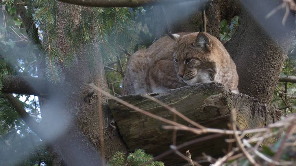 Luchs-Dame Matra ist im Tierpark Goldau eingezogen