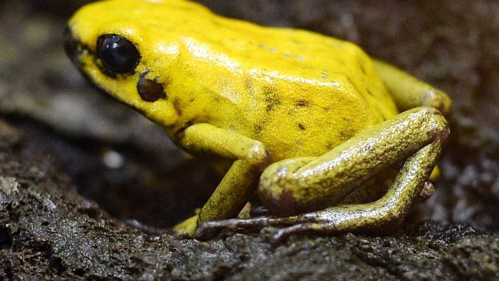 Viele Amphibien sind vom Aussterben bedroht, darunter auch der Goldene Pfeilgiftfrosch. Der Zoo Zürich, in dem dieses Exemplar zuhause ist, unterstützt daher ein Schutzprojekt in Kolumbien.
