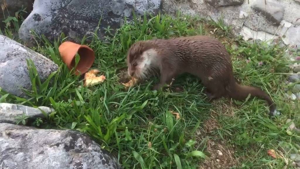 Männedorfer Fischotter Ivo muss Seniorenwohnungen weichen