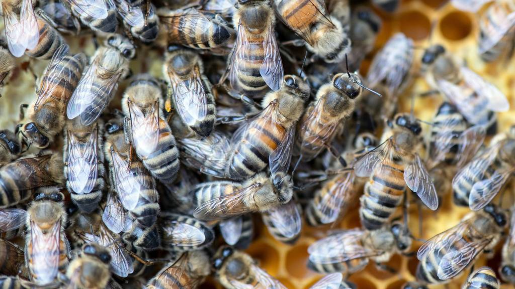 Gefahr für einheimische Bienen durch verdreckte Honiggläser