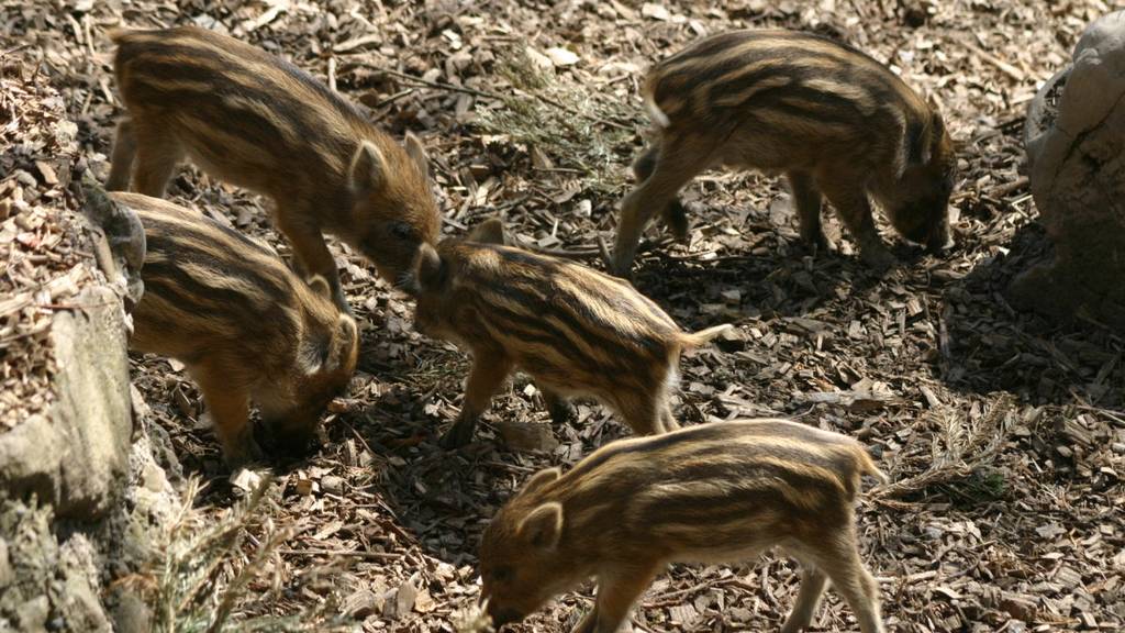 Zwei Wildschweine landen dank Winterthurer Wildpark nicht auf dem Teller