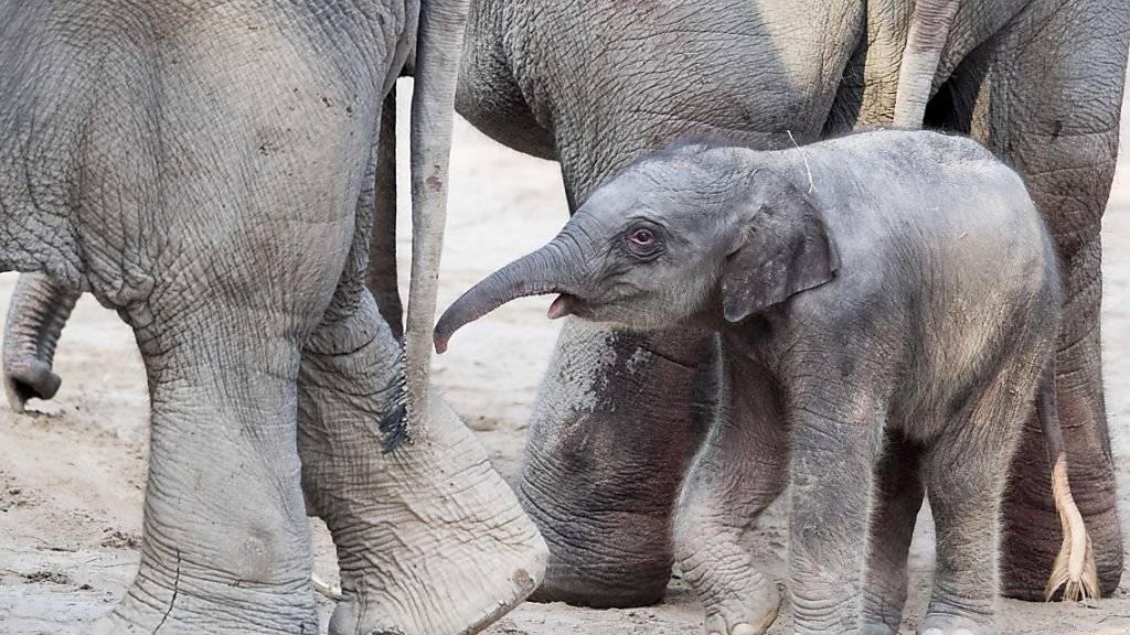 Die Geburt des Asiatischen Elefantenmädchens Ruwani gehört zu den Höhepunkten des vergangenen Jahres im Zoo Zürich. (Archivbild)