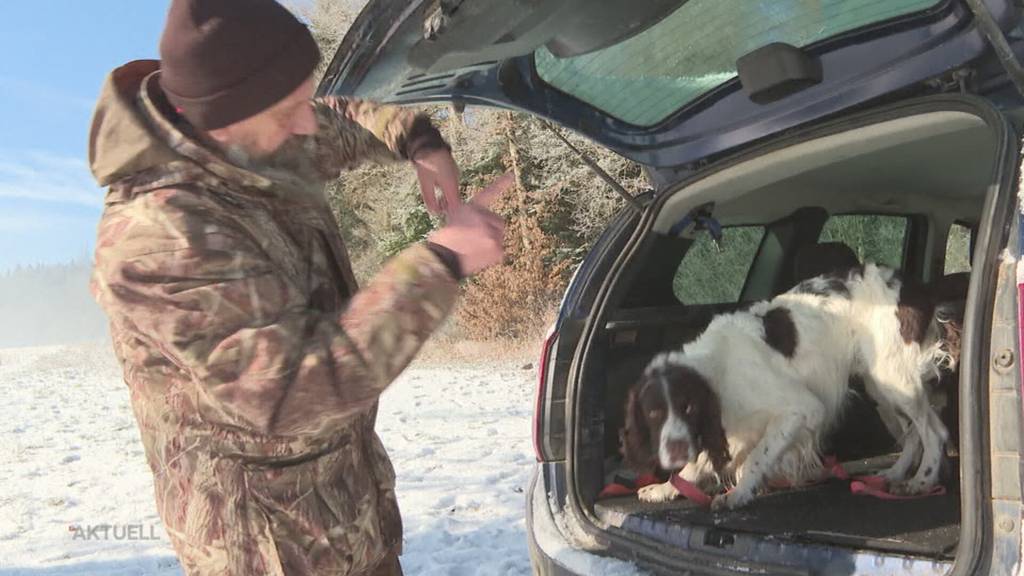 Umhergeirrt: Hund Pumba läuft von Delémont nach Fulenbach