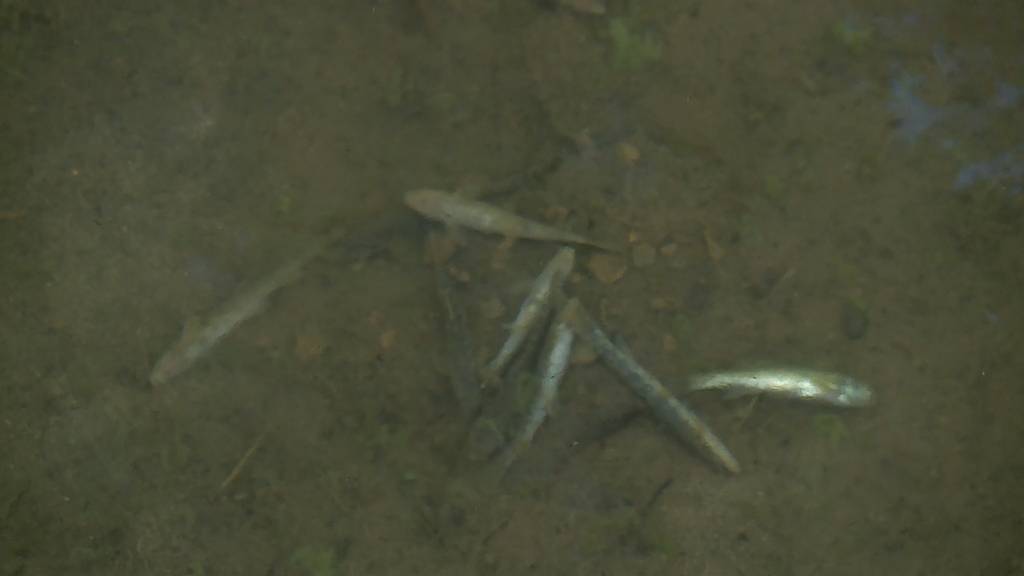 Poolwasser als mögliche Ursache
