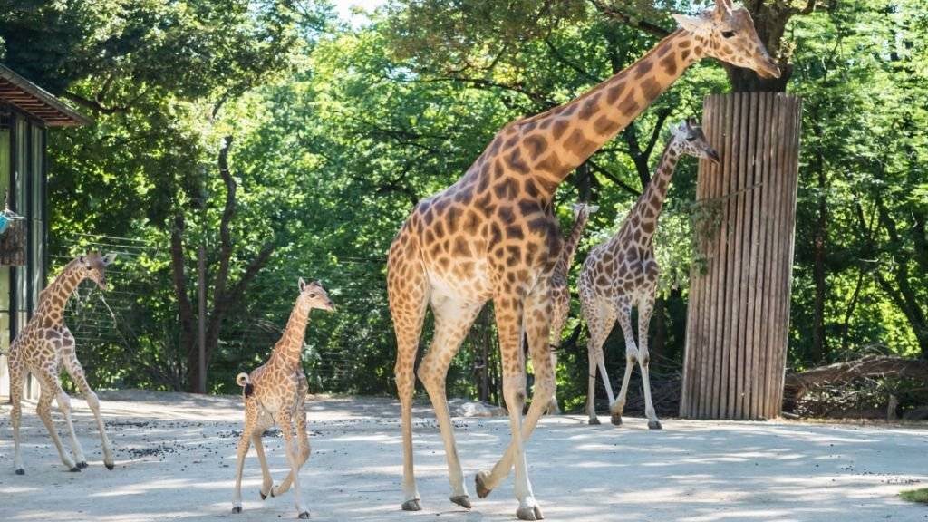 Zum zweiten Mal in diesem Jahr hat es im Zoo Basel Nachwuchs bei den Kordofan-Giraffen gegeben. Osei, den Kianga letzte Woche zur Welt gebracht hat, ist ausserordentlich gross und kräftig.