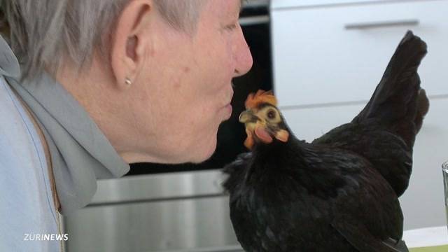 Das Huhn als Haustier