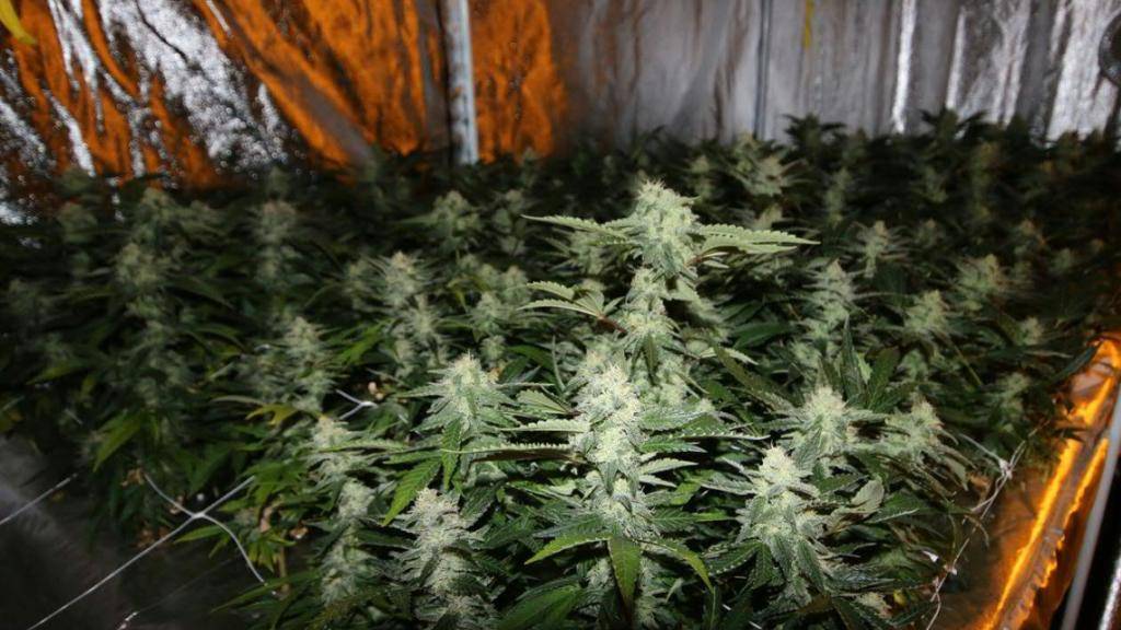 Die Stadtpolizei Lausanne fand in einem Keller eines Wohngebäudes eine Plantage von 5600 Cannabis-Pflanzen.