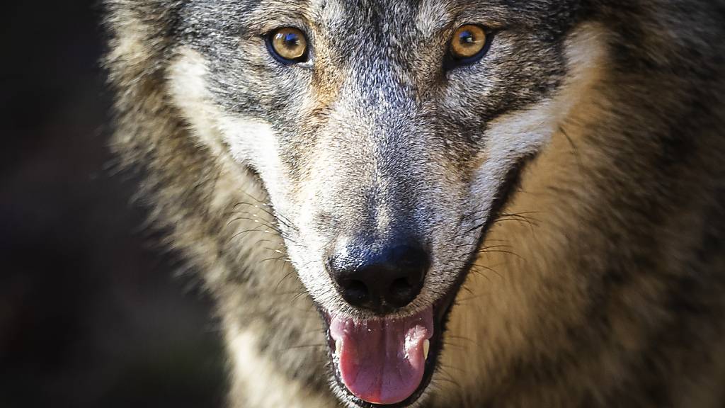 Im Kanton Uri erlegte die Wildhut Ende Juni einen erstmals in der Schweiz nachgewiesenen Wolf. (Archivbild)