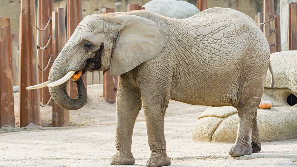 Der Zoo Basel geht davon aus, dass das Kalb im Bauch von Mutter Heri gestorben ist.